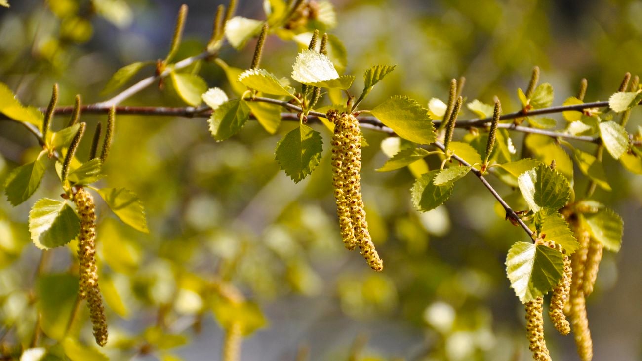Green flowering branch of a birch tree in spring