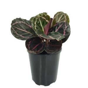 125mm Dottie - Calathea roseopicta