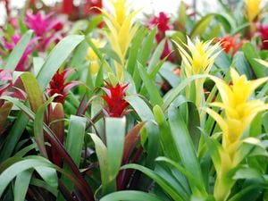Red, yellow and pink bromeliad plants.
