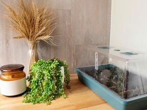 Mr Fothergill's Mint Herb Garden Seeds