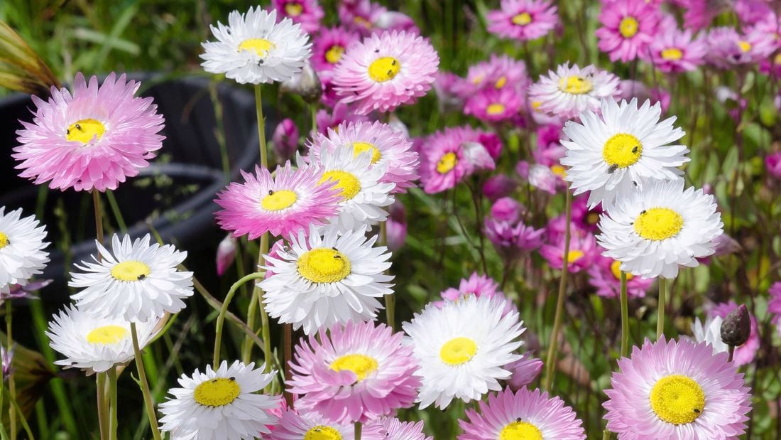 A field of pink and white everlasting daisies with yellow centres.