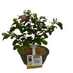 150mm Bonsai Starter In Ceramic Pot