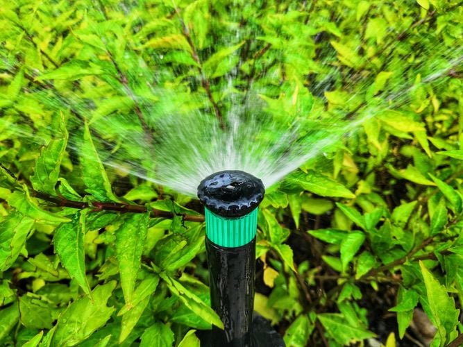 A fan sprinkler watering shrubbery