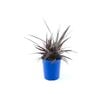 150mm Astelia Frosted Bronze - Astelia chathamica
