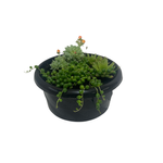 20cm Succulent In Bowl