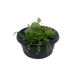 20cm Succulent In Bowl