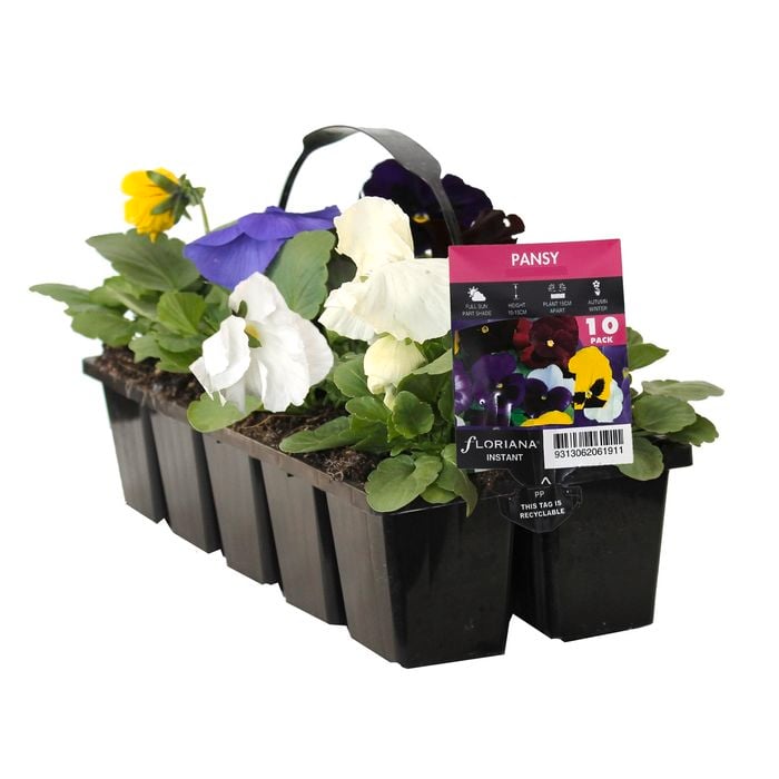 10 Cell Pansy Mix - Viola x wittrockiana