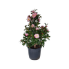 20L Camellia Nicky Crisp - Camellia hybrid