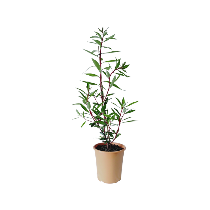 180mm Tasmanian Mountain Pepperberry - Tasmannia Ianceolata