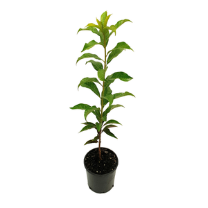 140mm Native Frangipani - Hymenosporum flavum