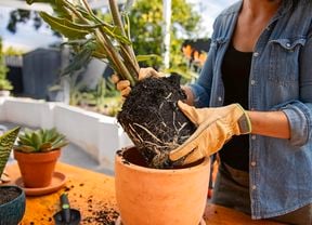 Hand potting plant in terracotta pot
