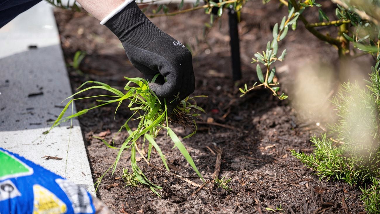 A person with a garden glove on removing a weed from soil