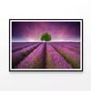 Lavender Field Sunset with Tree  Print 100% Australian Made 90x60cm  (Poster)