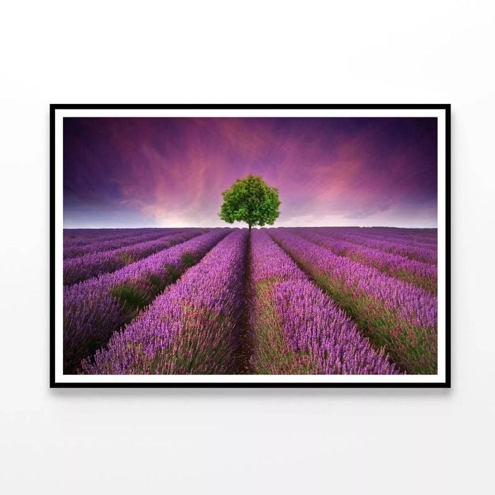 Lavender Field Sunset with Tree  Print 100% Australian Made 90x60cm  (Poster)