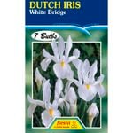 Fiesta Flower Bulbs Dutch Iris White Bridge - 7 Bulbs