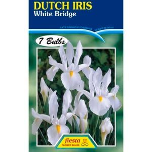 Fiesta Flower Bulbs Dutch Iris White Bridge - 7 Bulbs