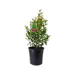 200mm Lilly Pilly Hinterland Gold - Syzygium australe