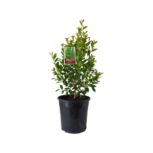 200mm Lilly Pilly Hinterland Gold - Syzygium australe