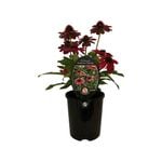 1.5L Echinacea Evolution Colorific - Echinacea x hybrida