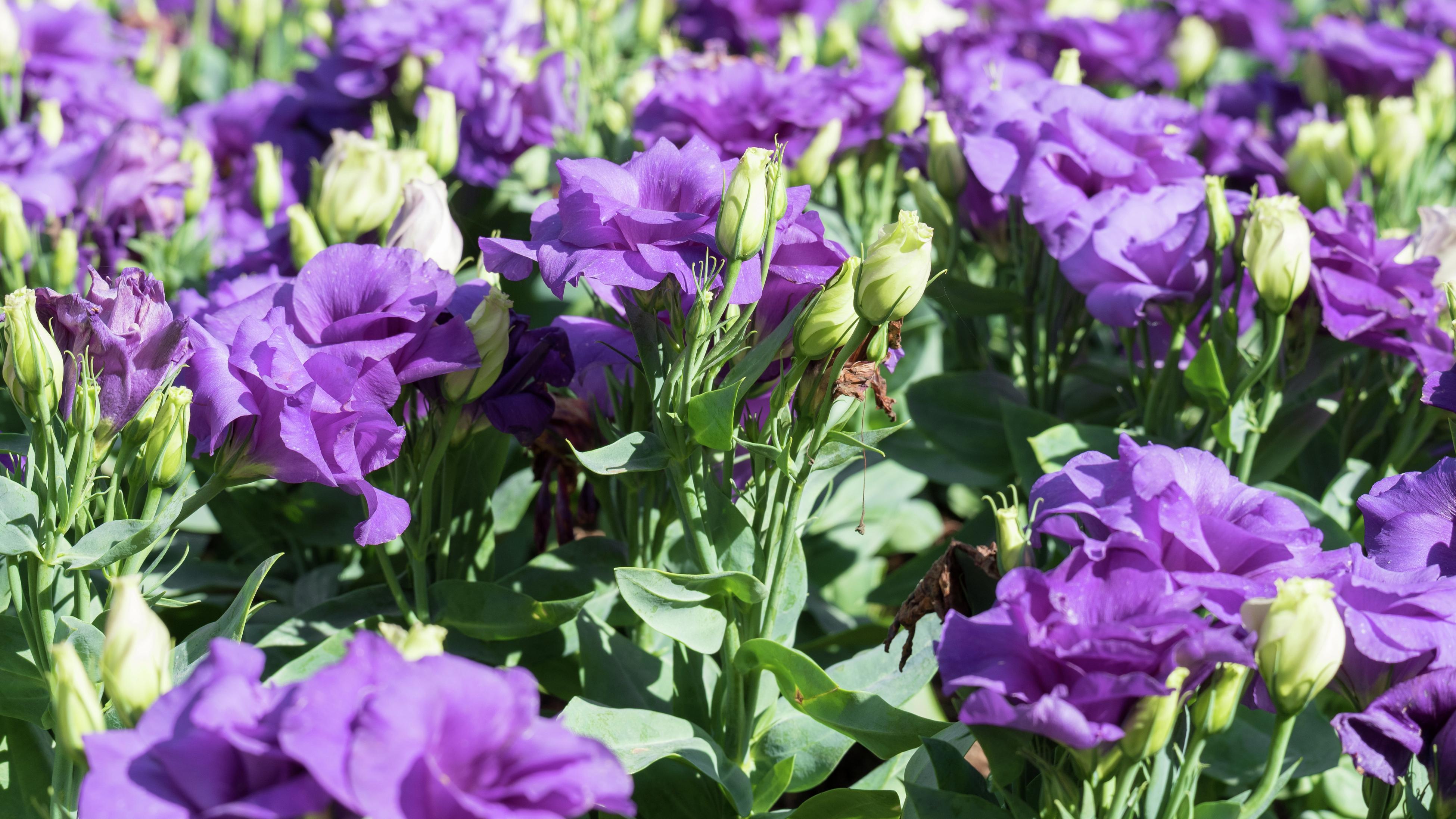 How To Grow And Care For Lisianthus - Bunnings New Zealand