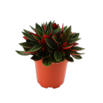 95mm Peperomia - Peperomia rosso
