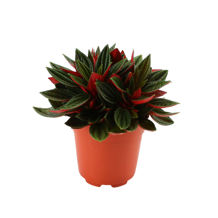 95mm Peperomia - Peperomia rosso
