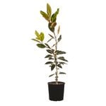 180mm Magnolia Little Gem - Magnolia grandiflora