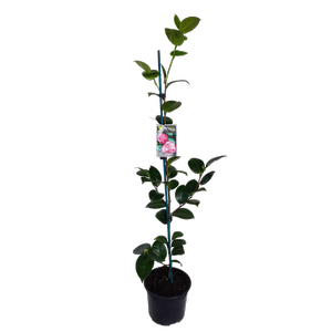 2L Camellia Margaret Davis - Camellia japonica