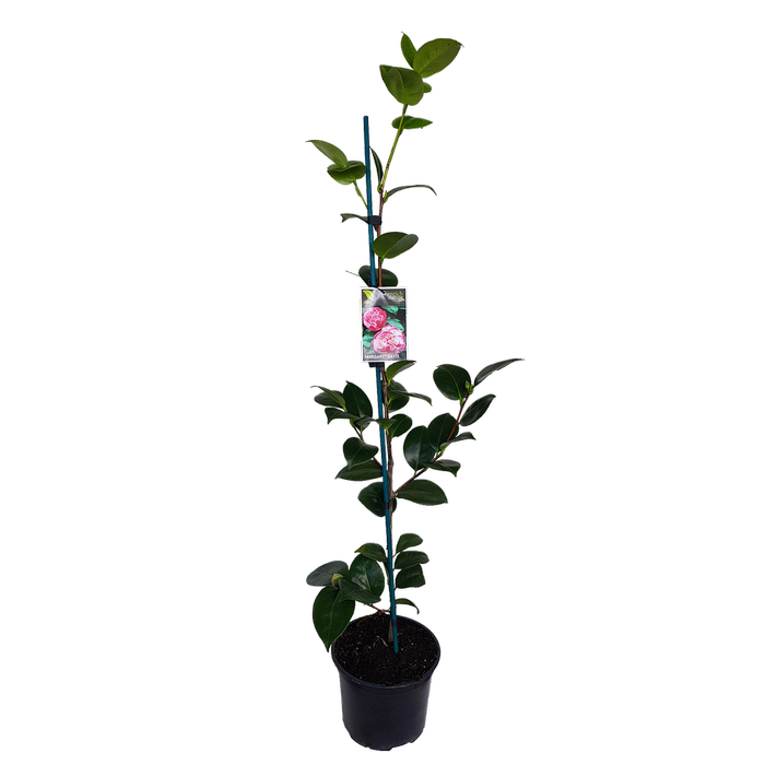2L Camellia Margaret Davis - Camellia japonica
