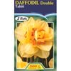 Daffodil Tahiti - 5 Bulbs