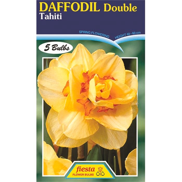 Daffodil Tahiti - 5 Bulbs