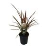 3.5L Flax Lily - Phormium hybrid Jester