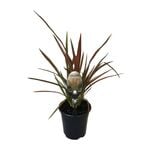 3.5L Flax Lily - Phormium hybrid Jester
