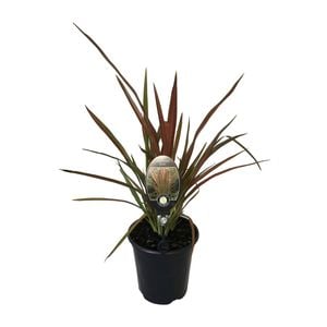 3.5L Flax Lily - Phormium hybrid Jester