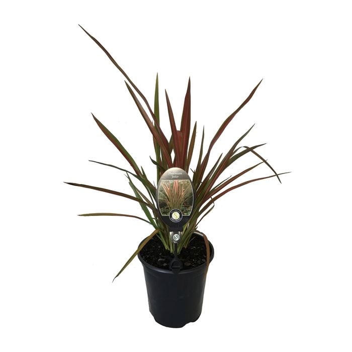 3.5L Flax Lily - Phormium hybrid Jester
