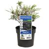 140mm Dwarf Pink Coleonema - Coleonema pulchrum Compactum