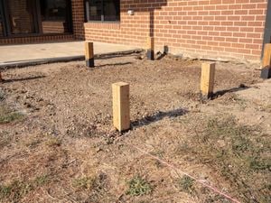 Stumps fixed into the backyard.