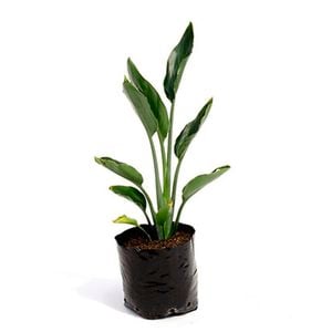 3.3L Bird of Paradise - Strelitzia reginae