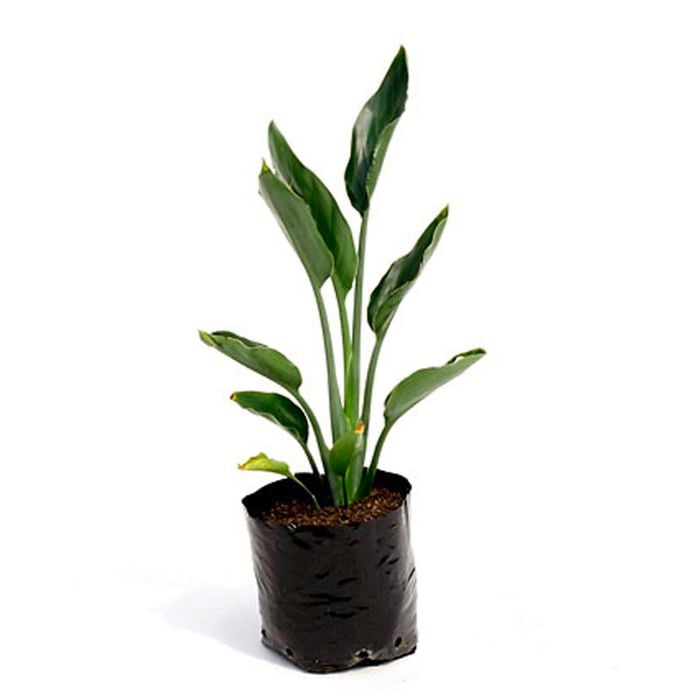 3.3L Bird of Paradise - Strelitzia reginae