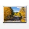 Yellow Aspens Trees in Colorado  Print 100% Australian Made 120x90cm  (Poster)