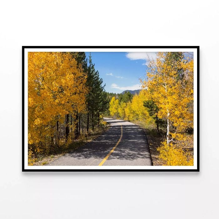 Yellow Aspens Trees in Colorado  Print 100% Australian Made 120x90cm  (Poster)