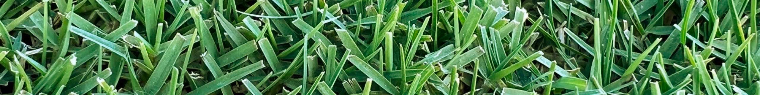 Close up of instant lawn.