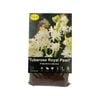 Yarra Valley Bulbs Tuberose Royal Pearl - 1 Pack