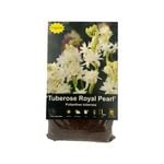 Yarra Valley Bulbs Tuberose Royal Pearl - 1 Pack
