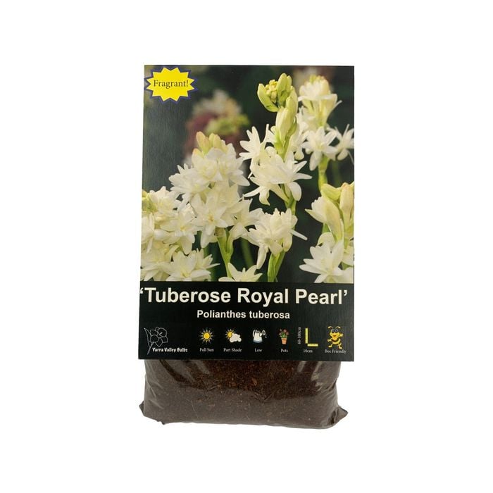Yarra Valley Bulbs Tuberose Royal Pearl - 1 Pack