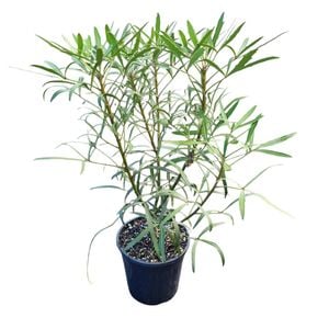 4L Pseudopanax Linearfolius
