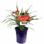 140mm Hemerocallis Stella Rouge