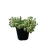 140mm Creeping White Thyme - Thymus serpyllum Albus 
