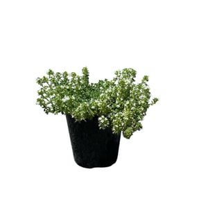 140mm Creeping White Thyme - Thymus serpyllum Albus 