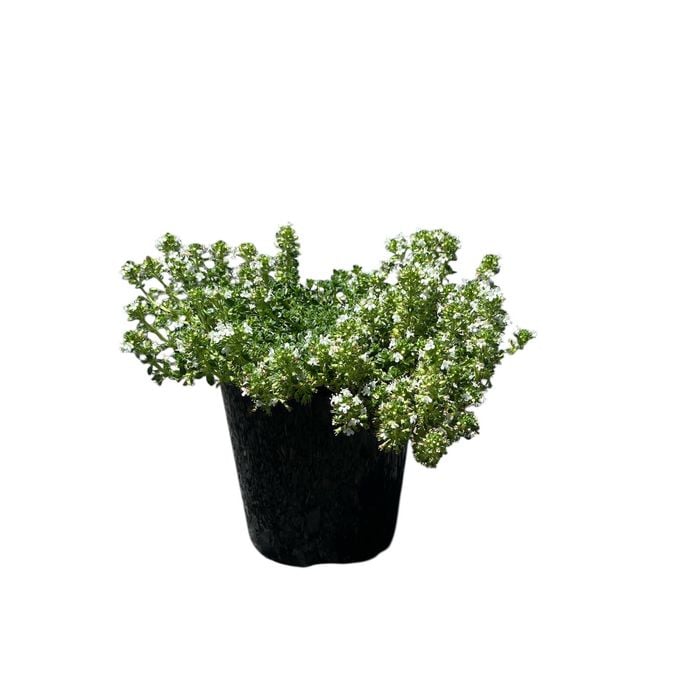 140mm Creeping White Thyme - Thymus serpyllum Albus 